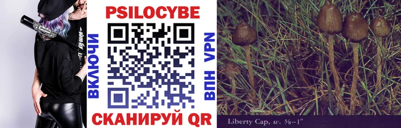где купить Козловка Псилоцибиновые грибы Cubensis